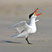 Caspian Tern
